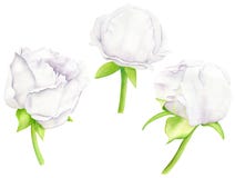 White watercolor Peony flower and buds set. Hand drawn floral illustration isolated on white background. Clipart