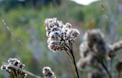 White weed flowering closeup Royalty Free Stock Photos White weed flowering closeup Royalty Free Stock Photos
