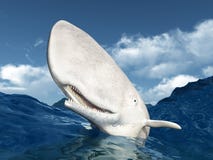 White Whale Royalty Free Stock Photography