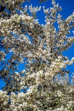 White White Cherry Blossom in Santa Fe, New Mexico stock photos White White Cherry Blossom in Santa Fe, New Mexico stock photos