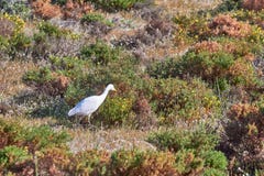 White wild heron royalty free stock photo White wild heron royalty free stock photo