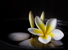 White Yellow Flower Frangipani Or Plumeria On Water And Pebble I Royalty Free Stock Photography