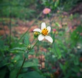 Bidens pilosa, Spanish needle, wild flower with white petals and yellow center royalty free stock images Bidens pilosa, Spanish needle, wild flower with white petals and yellow center royalty free stock images