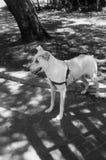 White dog. White young beautiful domestic dog in park looking with curiosity at something Stock Photography White dog. White young beautiful domestic dog in park looking with curiosity at something Stock Photography