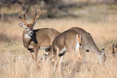Whitetail buck tending to herd of does