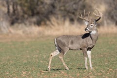 Whitetail Deer in profile View