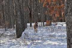 Whitetail Doe Deer Standing in the Snowy Woods as a Hawk Flies Overhead stock images Whitetail Doe Deer Standing in the Snowy Woods as a Hawk Flies Overhead stock images