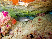 Whitetip Rifhaifisch lizenzfreie stockfotografie Whitetip Rifhaifisch lizenzfreie stockfotografie