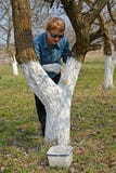 Whitewashing of a trunk of a fruit tree. Spring works in a garden Royalty Free Stock Image Whitewashing of a trunk of a fruit tree. Spring works in a garden Royalty Free Stock Image