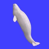 Whitle Juvenilie Beluga Whale Stock Image
