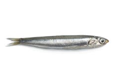 Whole fresh raw anchovy
