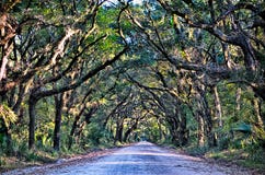 Wi fantasmagóricos de Marsh Oak Trees Tunnel del camino de tierra de la plantación de la bahía de la botánica imagenes de archivo Wi fantasmagóricos de Marsh Oak Trees Tunnel del camino de tierra de la plantación de la bahía de la botánica imagenes de archivo