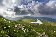 Wide summer mountain panorama. Beautiful white flowers blooming in green grass among big rocks, patches of snow in valley and moun. Tain range under low cloudy Royalty Free Stock Photography Wide summer mountain panorama. Beautiful white flowers blooming in green grass among big rocks, patches of snow in valley and moun. Tain range under low cloudy Royalty Free Stock Photography