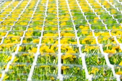 Widok pole dandelions przez metal siatki obraz royalty free Widok pole dandelions przez metal siatki obraz royalty free