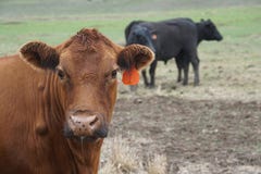 Wie jetzt Brown-Kuh; Navajo-Viehbestand im Zeitalter der Elektronik lizenzfreie stockbilder Wie jetzt Brown-Kuh; Navajo-Viehbestand im Zeitalter der Elektronik lizenzfreie stockbilder