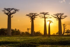 Wieczór przy baobab aleją zdjęcia stock Wieczór przy baobab aleją zdjęcia stock