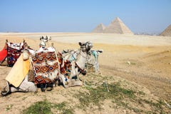 Wielbłądy i ostrosłupy, Giza, Egipt obraz stock Wielbłądy i ostrosłupy, Giza, Egipt obraz stock