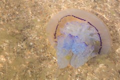 Wielcy jellyfish w płytkiej wodzie obrazy stock Wielcy jellyfish w płytkiej wodzie obrazy stock