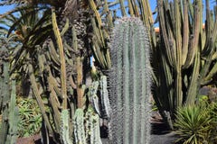  Wielcy kaktusowi gatunki kombinacja i różnorodni rośliny typ Zdjęcia Stock