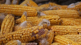 Wiele dojrzałe żółte kukurudz głowy w stajni Kukurudza Po żniwa kukurydza Produkcja rolna zbiory Wiele dojrzałe żółte kukurudz głowy w stajni Kukurudza Po żniwa kukurydza Produkcja rolna zbiory