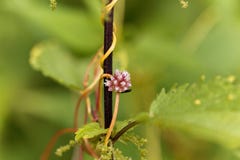 Wielka kanianka, Cuscuta europaea obrazy stock Wielka kanianka, Cuscuta europaea obrazy stock