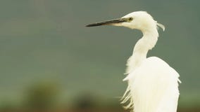 wielka lotu heron niebieski zdjęcia stock wielka lotu heron niebieski zdjęcia stock