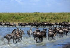 Wielka migracja w Serengeti - Wildebeest i zebry zdjęcie stock Wielka migracja w Serengeti - Wildebeest i zebry zdjęcie stock