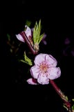 Wielki brzoskwini okwitnięcie fotografia stock Wielki brzoskwini okwitnięcie fotografia stock