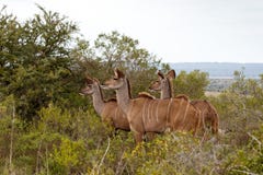 Wielki Żeński kudu& x27; s patrzeje dla niektóre mężczyzna fotografia stock Wielki Żeński kudu& x27; s patrzeje dla niektóre mężczyzna fotografia stock