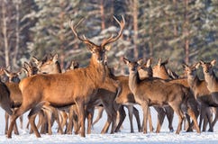 Wielki jeleni cervus elaphus otaczający stadem Portret jeleni jeleń, podczas gdy patrzejący ciebie w zima czasie Grafika Czerwony zdjęcia stock Wielki jeleni cervus elaphus otaczający stadem Portret jeleni jeleń, podczas gdy patrzejący ciebie w zima czasie Grafika Czerwony zdjęcia stock