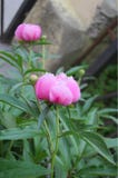 Wielki peonia kwiat z różowymi płatkami zdjęcia royalty free Wielki peonia kwiat z różowymi płatkami zdjęcia royalty free