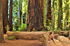 wielkie redwoods fotografia royalty free wielkie redwoods fotografia royalty free