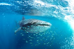 Wielorybiego rekinu Rhincodon typus i mały kolor żółty łowimy obraz stock Wielorybiego rekinu Rhincodon typus i mały kolor żółty łowimy obraz stock