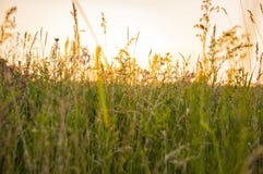 Wiesenanlagen in den Strahlen eines Sonnenuntergangs stockbilder Wiesenanlagen in den Strahlen eines Sonnenuntergangs stockbilder
