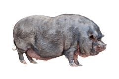 Wietnamczyk Bellied świniowata wycinanka fotografia stock Wietnamczyk Bellied świniowata wycinanka fotografia stock