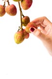 Wijfje die litchifruit met de hand plukken royalty-vrije stock foto Wijfje die litchifruit met de hand plukken royalty-vrije stock foto