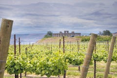 Wijngaard in de Staat van Maryhill Washington royalty-vrije stock afbeelding Wijngaard in de Staat van Maryhill Washington royalty-vrije stock afbeelding