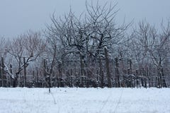 Wijngaard in de winter wordt bevroren die royalty-vrije stock afbeelding Wijngaard in de winter wordt bevroren die royalty-vrije stock afbeelding