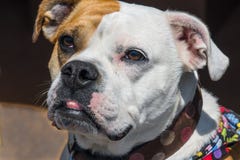 wiktoriański buldoga crossbreed zakończenie zdjęcia stock wiktoriański buldoga crossbreed zakończenie zdjęcia stock