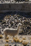 A wild alpaca in a dry area near Cusco, Peru. royalty free stock image A wild alpaca in a dry area near Cusco, Peru. royalty free stock image