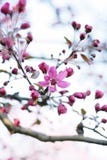 Wild Apple Blossom Stock Photography