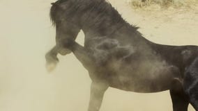 A wild bay mustang of the Onaquai wild horse herd. Standing stoically in the desert of Nevada, United states stock image A wild bay mustang of the Onaquai wild horse herd. Standing stoically in the desert of Nevada, United states stock image