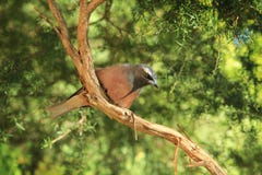 Wild australian bird in Park sitting on brunch