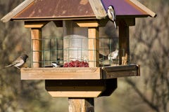 Wild Birds In Winter On Feeder Royalty Free Stock Images Wild Birds In Winter On Feeder Royalty Free Stock Images