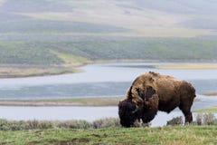 Wild bison buffalo grazing - Yellowstone National Park - mountai Stock Image Wild bison buffalo grazing - Yellowstone National Park - mountai Stock Image