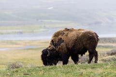 Wild bison buffalo grazing - Yellowstone National Park - mountai royalty free stock image Wild bison buffalo grazing - Yellowstone National Park - mountai royalty free stock image