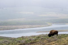 wild bison buffalo grazing - Yellowstone National Park - mountain wildlife royalty free stock photos wild bison buffalo grazing - Yellowstone National Park - mountain wildlife royalty free stock photos