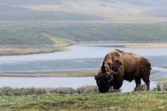 Wild bison buffalo grazing - Yellowstone National Park - mountai Stock Images Wild bison buffalo grazing - Yellowstone National Park - mountai Stock Images