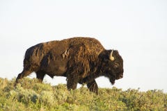 Wild Bison Crossing A Hill. Royalty Free Stock Images