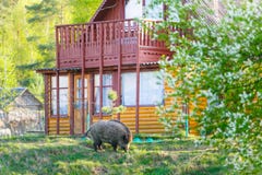 Wild boar living close to village royalty free stock photo Wild boar living close to village royalty free stock photo